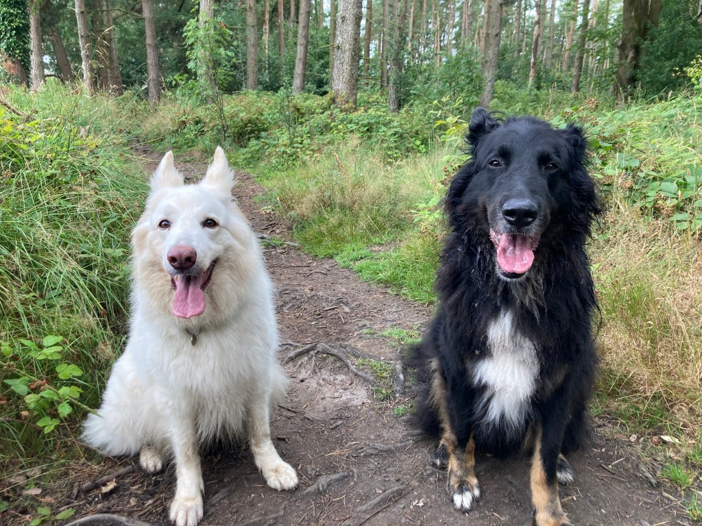 Two german shepherds